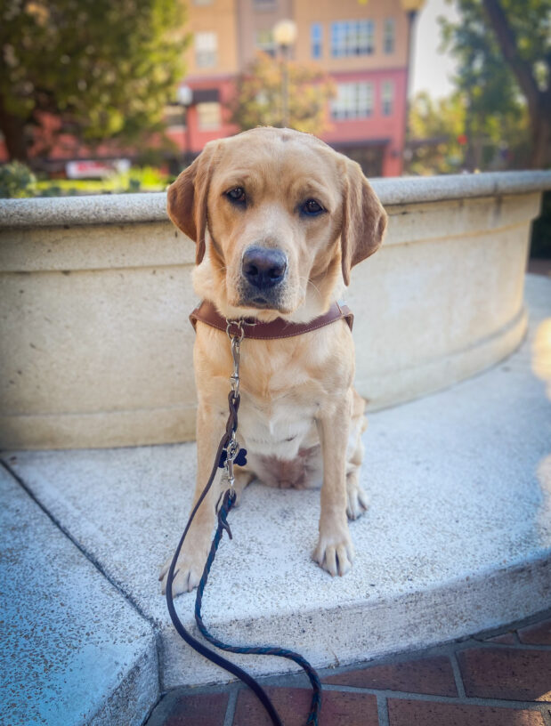 Joy sits in harness on a cement step in downtown San Rafael