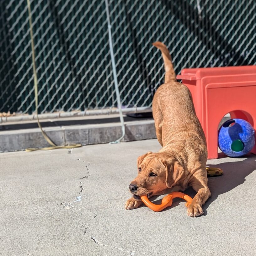 LaniJo is play bowing in community run with an orange Kong toy in her mouth. A large red play structure can be seen right behind her.