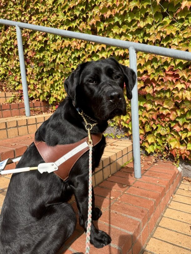 A black Labrador Retriever looks over his shoulder and into the camera with a harness on. He is sitting on orange brick stairs and behind him is an ivy wall changing colors to beautiful reds and oranges.
