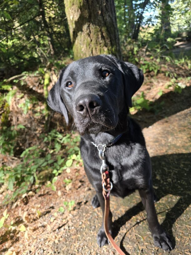 Black Lab Muir is sitting on a path in a wooded area.  He is looking up towards the camera, his brown eyes illuminated by the sun.