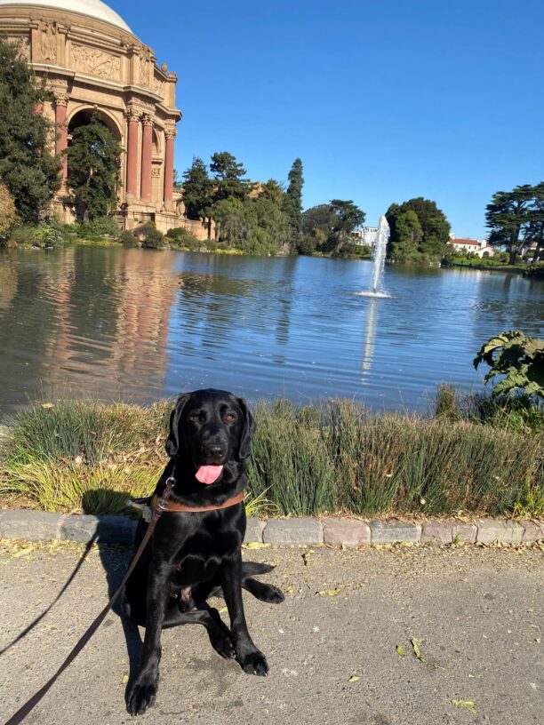 Nils sits rolled on his right hip facing the camera. His tongue is hanging from his mouth. Behind him is the fountain at the Palace of Fine Arts. It is a bright and sunny day.