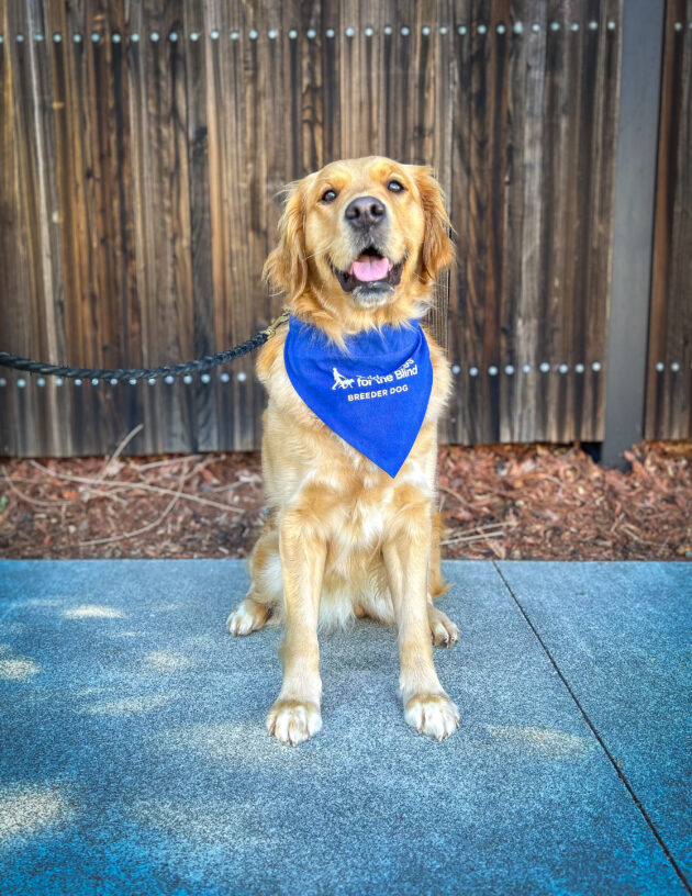 Lab/Golden cross Swift sits on the sidewalk in front of a wooden fence. She is looking just above the camera with her mouth open in a smile, and she is wearing a blue breeder scarf.