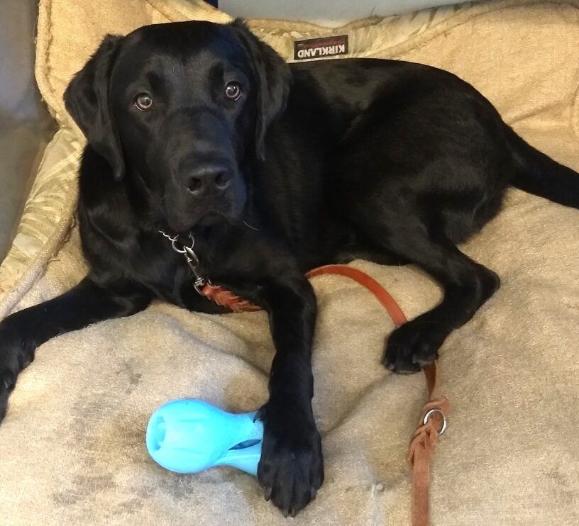 Black lab Tamarind is laying on a soft dog bed with her paw on a blue toy.