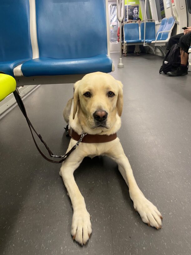 Wilson lays calmly in harness beneath a blue seat on Bart. He is staring squarely into the camera and wears a serious expression on his face.