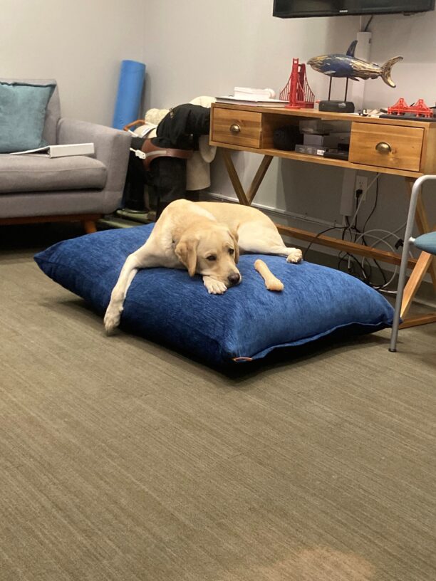 Wilson is taking a much deserved rest on a large blue cushion. His front leg is draped over the side and his head rests near his bone. There is living room furniture in the background.