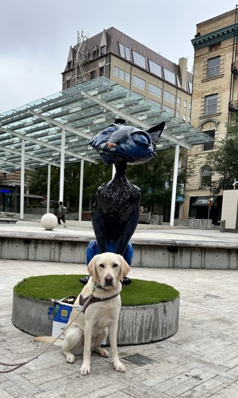 A yellow Labrador Retriever looks into the camera in harness. Behind him is a black and blue