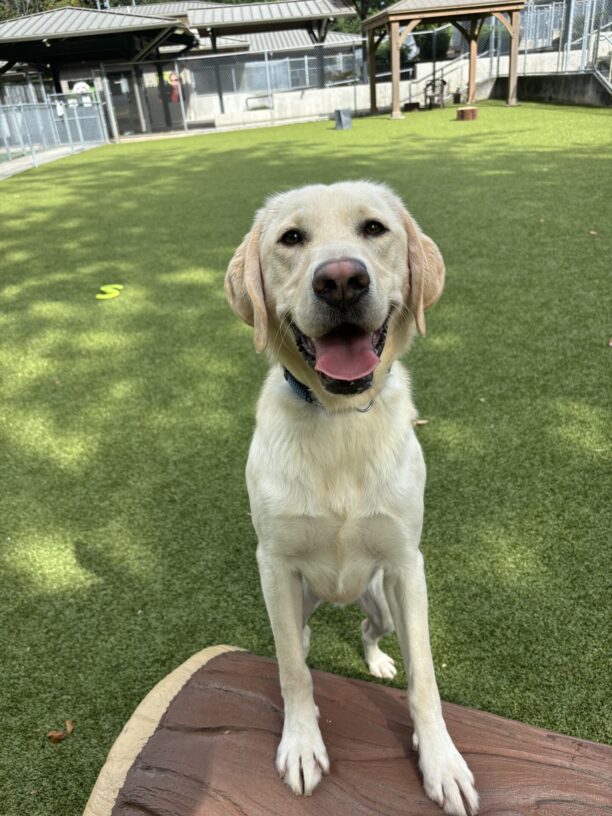 A yellow Labrador Retriever looks onto the camera with his tongue out on a sunny day. His front legs are perched upon a faux play log in a grassy area.