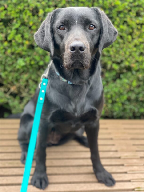June sits at attention on a wooden bench. Her beautiful brown eyes are looking right into the camera. What a perfect girl!