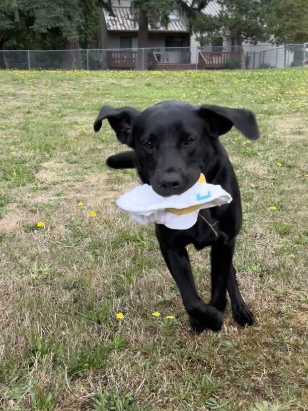 June runs through a field of grass and yellow dandelions holding a fried egg stuffie in her mouth. Her front feet are off the ground and her ears are bouncing up in the air as she runs.