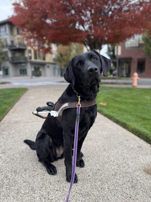 Wyla sits in harness with a slight head tilt. She is in the middle of a concrete park path and in the background is a large tree whose leaves are a bright autumn red.