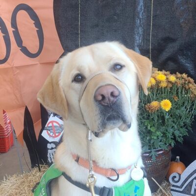 Yellow Lab Williams in his service vest sitting in front of fall flowers and decor