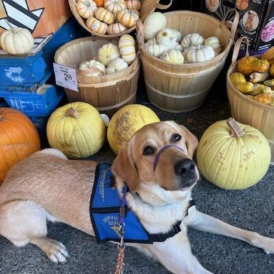 Ariel is wearing a blue service jacket. She is laying  in a group of pumpkins, looking up at the camera.