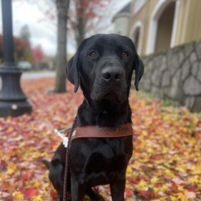 Bruin, a male black Labrador, sits on a sidewalk covered in orange, red, and yellow leaves. Behind him, is a blurred out tree covered in red leaves. Bruin is wearing his harness and looking at the camera.