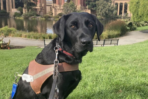 Dita sits in harness in front of the Palace of Fine Arts.
