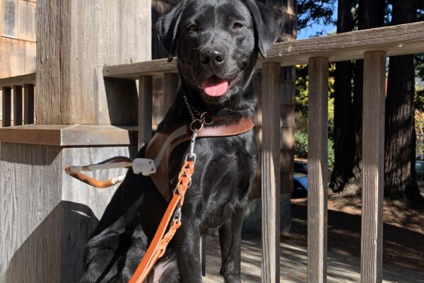 Gabby sits on a wooden bench wearing her harness with tall trees in the background.
