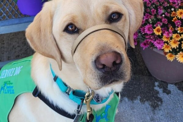 Yellow Lab Vicki in her green service vest looking at the camera