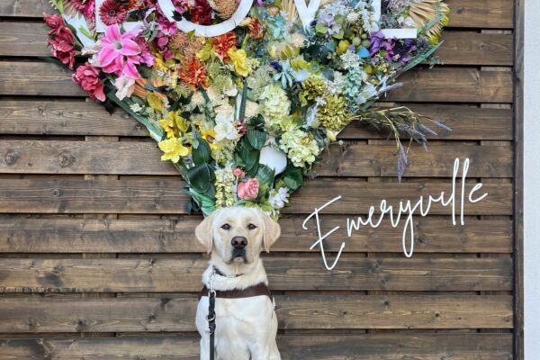 Vinny sits in harness wearing booties on his back feet. Behind him is a wooden wall with a flowers arranged in a heart with the words “Love” on it. Slightly below it is white text saying “Emeryville” which is the location where this photo was taken.
