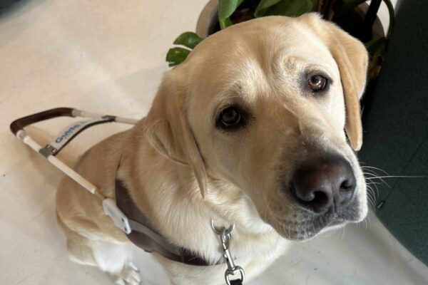 Amalfi looks up at the camera while sitting in harness. He is sitting next to a large green plant inside a coffee shop.