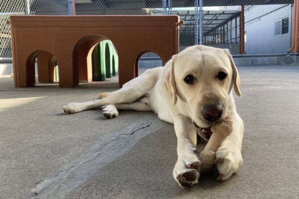Redwood is laying down in the community run yard. He's chewing on a bone that he's holding with his front paws.