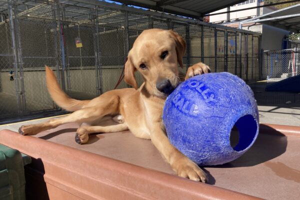 Navi is laying on a brown play structure in community run. He is holding down a Jolly Ball with one paw on top while he chews on it.