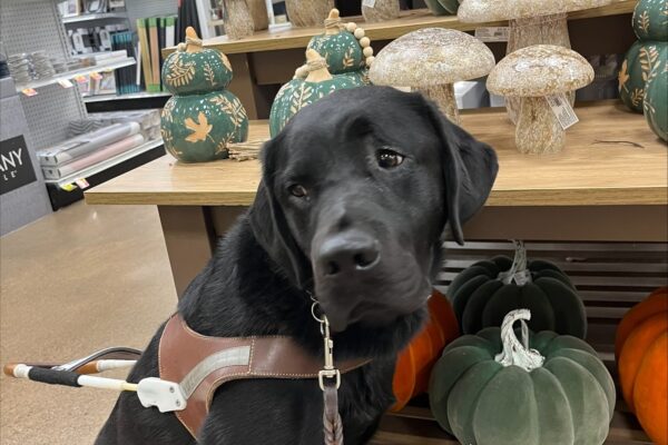 Mitch (a male, Black Labrador Retriever) is pictured seated in harness in a store in front of an autumn display of fall leave and shelves with cream and brown glass mushrooms as well as assorted orange and green fabric or ceramic pumpkins. He is looking away from the camera with a raised eyebrow and doubtful expression that seems to be saying “glass mushrooms and fabric pumpkins? That’s just silly”.