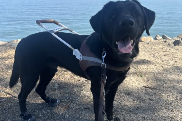 Photo is of black lab male Reeves standing in profile in harness and four black booties on a dirt path with the bay behind him. He is smiling open-mouthed at the camera