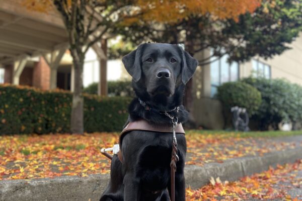 Keaton, a black Labrador retriever, is sitting in her harness, looking at the camera. There is a fall colored tree, with leaves of vibrant yellows, orange, and reds in the background. Leaves from that same tree are scattered on the ground around her.