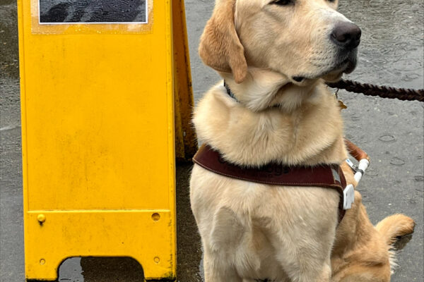 Heath (a large yellow Labrador Retriever, male) is pictured sitting on wet pavement, wearing his harness, facing toward the camera while looking off to the right. Beside him is a yellow sandwich board with a printed sign that says ‘Puddle Practice”. In the background you can see a small tarp with rocks holding it down to form a good sized puddle. It is raining.