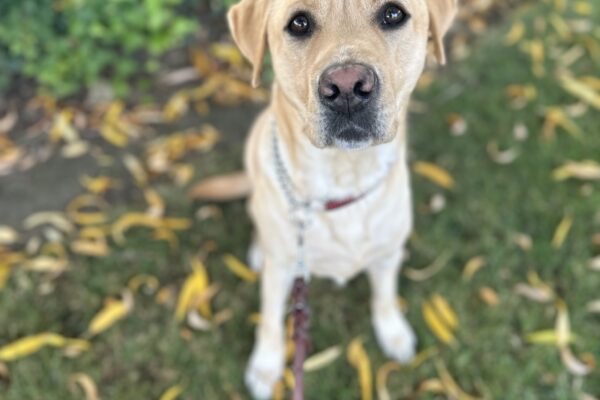 Handsome Sven looks at the camera. His characteristic eyebrows prominently displayed. Green grass and yellow leaves can be seen behind him.