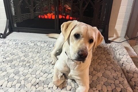 Soju relaxes in front of the electric fireplace.