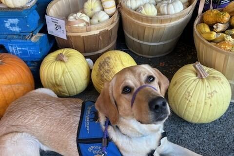 Ariel is wearing a blue service jacket. She is laying  in a group of pumpkins, looking up at the camera.