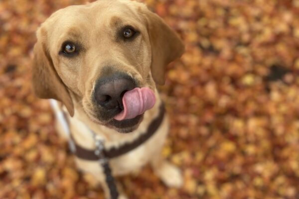 Brulee sits on a leaf covered sidewalk in her guide dog harness. She is looking up at her handler and her tongue is out as she licks her nose in anticipation of a food reward.