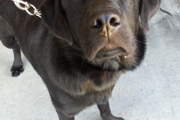 Glen is standing in an outdoor area on leash, staring up at the camera.