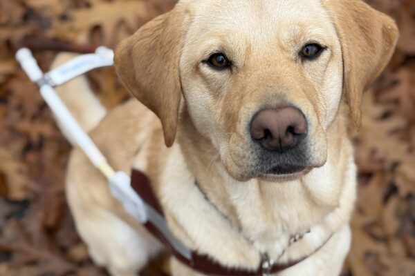 Miranda sits in some orange and brown fallen leaves and looks up at the camera while wearing a guide dog harness.