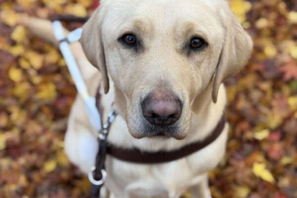 Farley wearing a guide dog harness and looking up at the camera while sitting amongst fallen brown and yellow leaves.