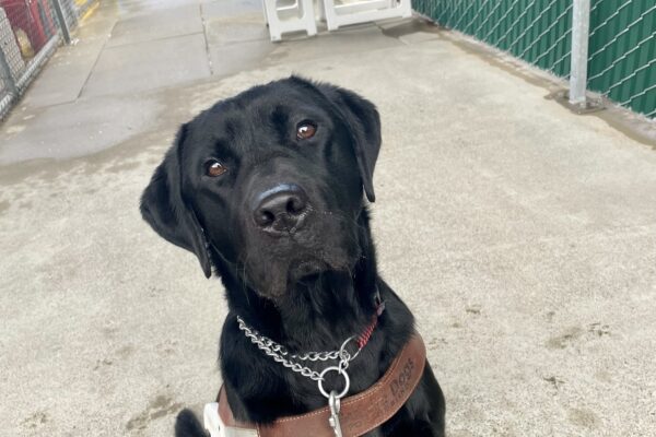 Melbourne sits attentively in harness and is looking at the camera with a business like expression. In the background are several A-frames and orange traffic barrels that form an obstacle course in the kennel hallway.