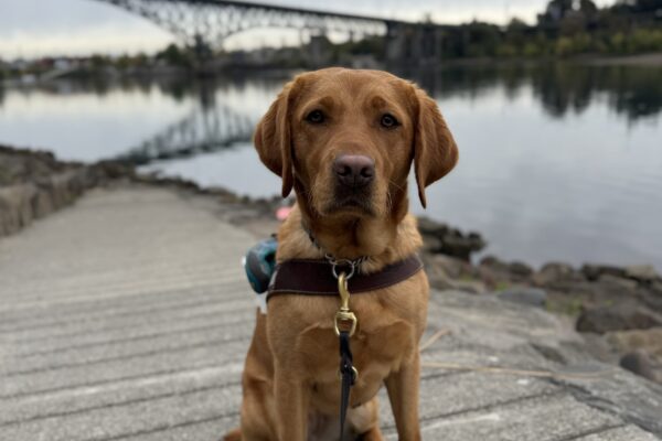 Dark red lab, Briar, sits on a ramp with a bridge and the Willamette in the background. She is wearing her harness and looking into the camera very sweetly.