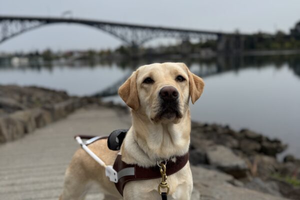 Small yellow lab, Nomi, stands on a ramp and looks into the camera seriously. She is wearing her harness and behind her is the Willamette river and a dark brown bridge.