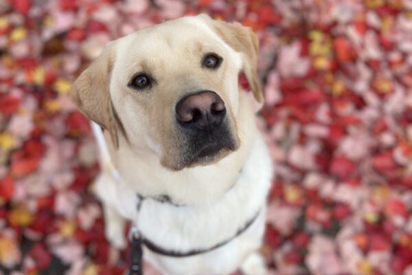 Ivan sits on a leaf covered sidewalk in his guide dog harness. His ears are perked up as he looks up, focusing on his handler.