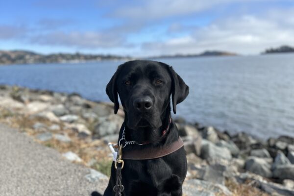 Lox in harness and booties sitting in front of the bay.
