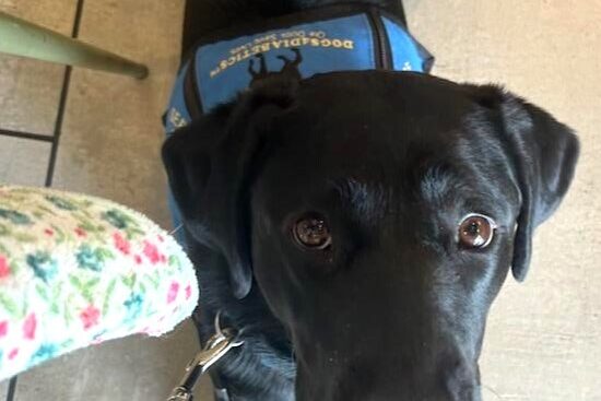 Black lab Maizie is laying on the floor, looking up at the camera.