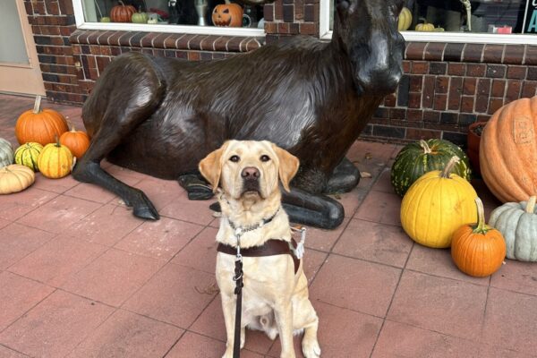 Mammoth, a male yellow lab, sits in front of a moose statue surrounded by pumpkins. He is wearing his guide dogs harness and is looking towards the camera.