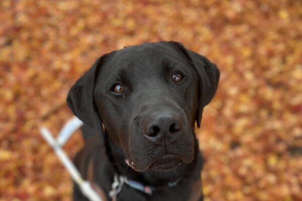 Muir sits in his guide dog harness on a sidewalk covered with yellow and orange leaves. He is attentively looking up at the camera waiting for his food reward.