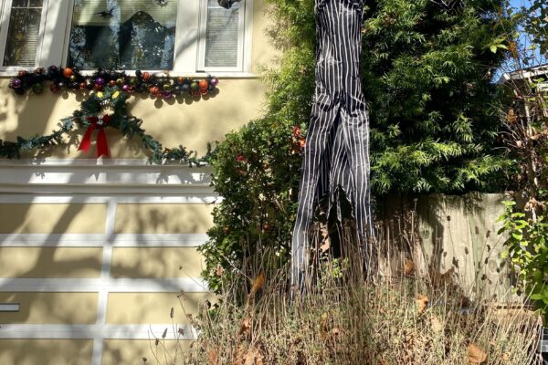 Nugget is wearing his GDB harness and sitting in front of a very tall Jack Skellington display. In the background is a yellow house surrounded by plants and Nugget is looking at the camera with his mouth open as if smiling.