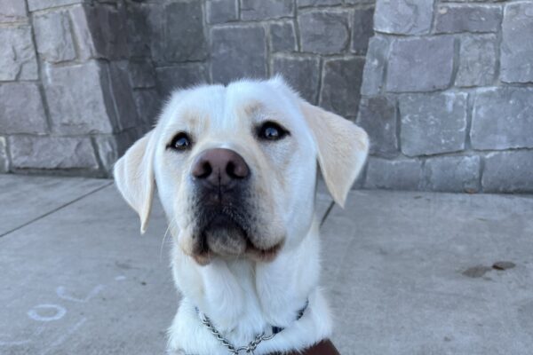 Female yellow lab, Pink, is sitting on a assorted brick pathway, looking up at the camera. She is wearing her leather harness and looking very eager for a kibble.