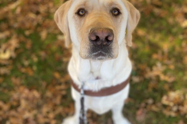 Rollo sits at attention in his harness looking up at the camera. He has a very serious expression on his face. His light cream color fur is high contrast to the green and brown leaf litter he is sitting on.