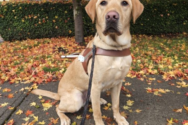 Kelvin is at the Gresham Lounge in Gresham, OR. He’s wearing his harness, sitting, and looking at the camera. There are multiple leaves on the ground around and behind Kelvin.