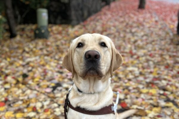 A darling female yellow lab named Zena sits on a leaf covered sidewalk in her guide dog harness.