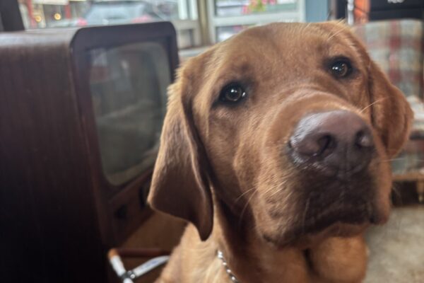 A dark red Labrador retriever looks into the camera in harness. Behind him is a window and an old tv from inside a coffee shop.