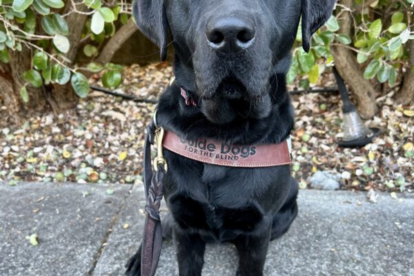 Pecan sits in harness in front of some bushes with green leaves. She is looking at the camera with a serious expression.